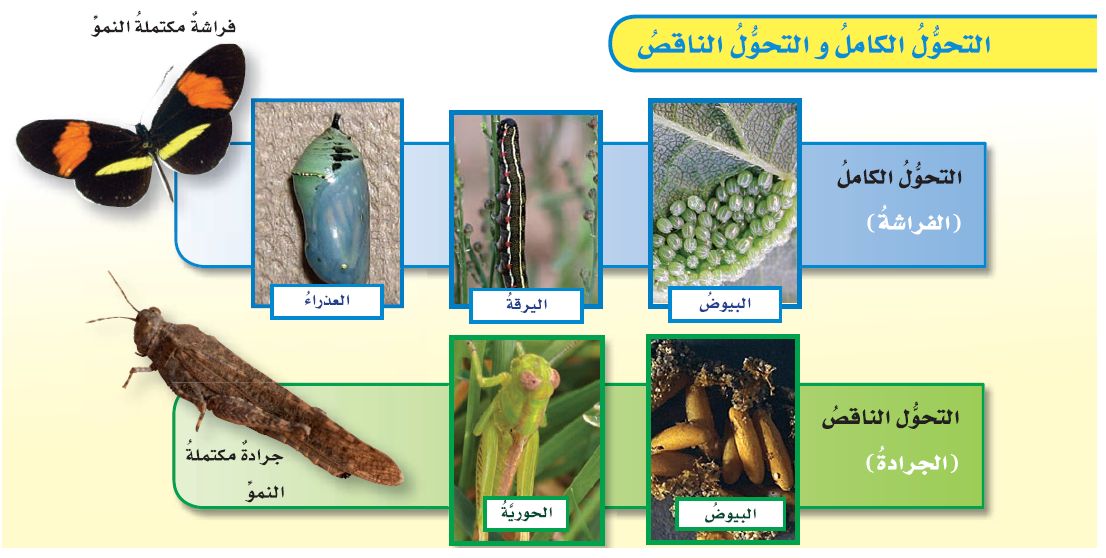 التحول في الكامل مراحل الحشرات عدد متعدد مراحل